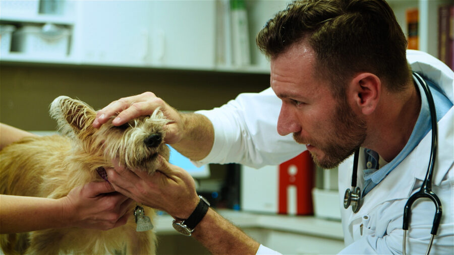 AVMA Life ad campaign actor examines a dog at the vet shot by cinematographer Jason Kraynek